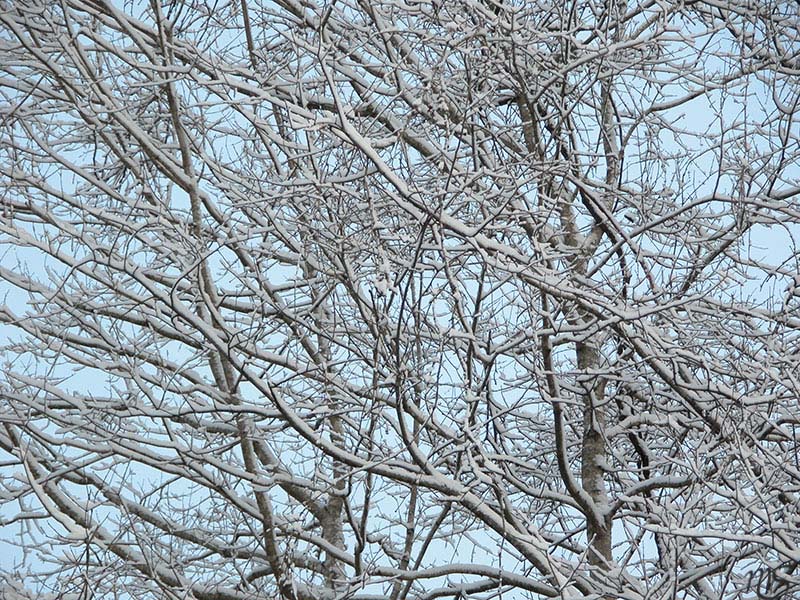 snow,  trees,  sky.jpg