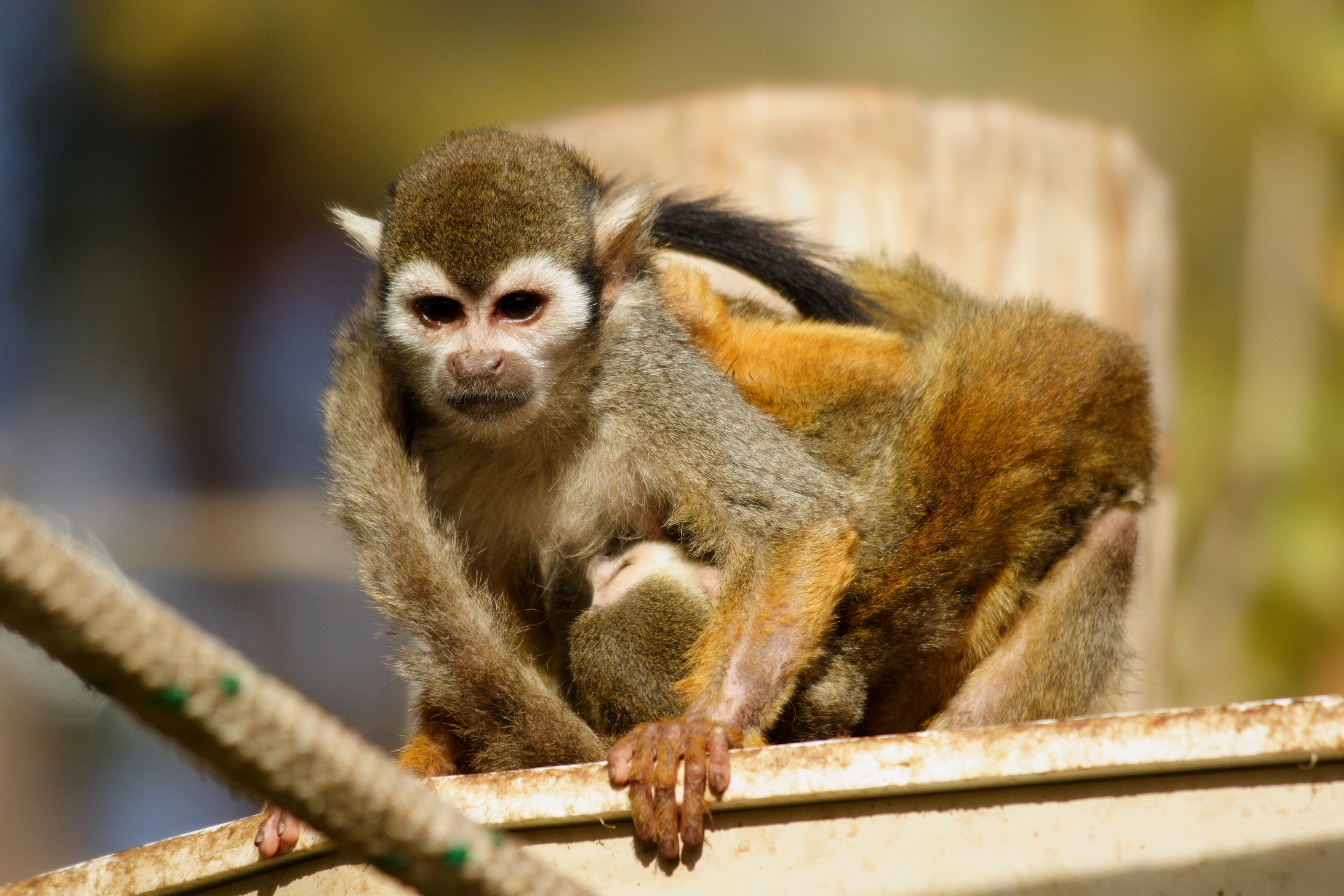 Mother & baby