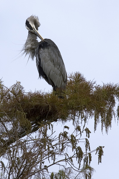 GBH Morning Preen