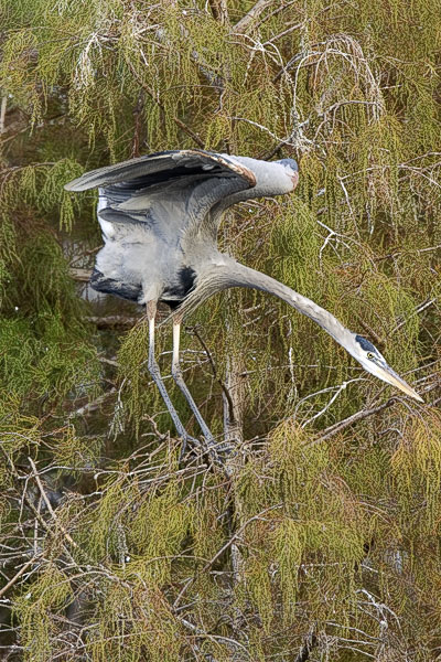 GBH  Ready to Go