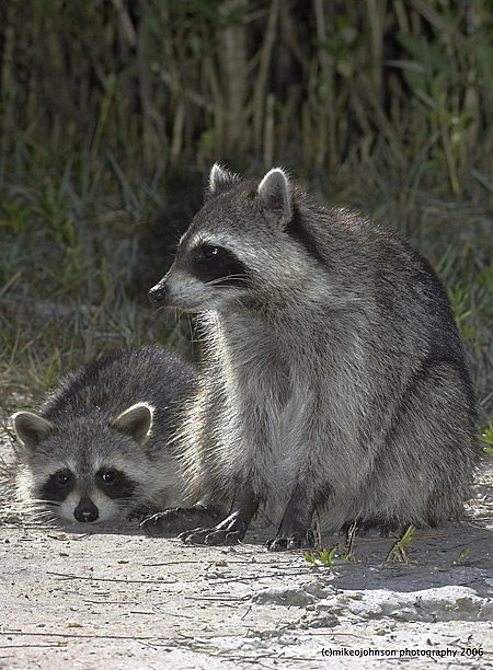 Racoons