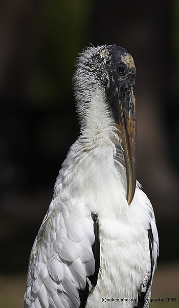 Wood Stork