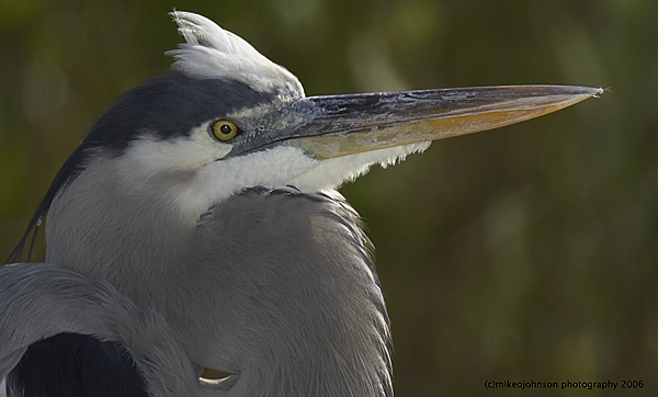 Great Blue Heron Portrait