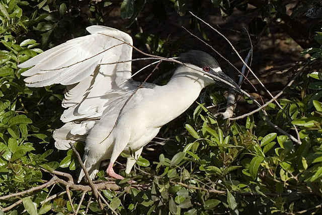 Black Crowned Night Heron