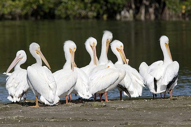 White Pelicans