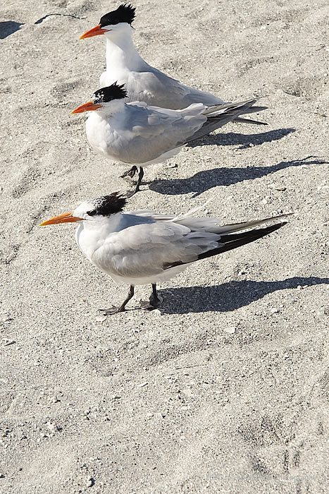 Royal Terns, Venice Beach