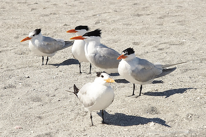 Royal Terns, Venice Beach