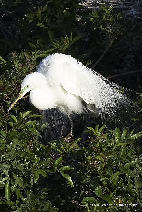 Great White Egret with breeding plumage