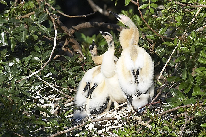 Anhinga nest