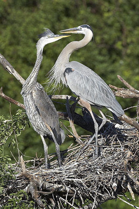 Great Blue Heron nest