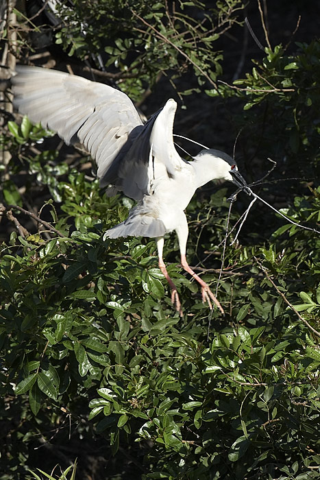 Black Crowned Night Heron