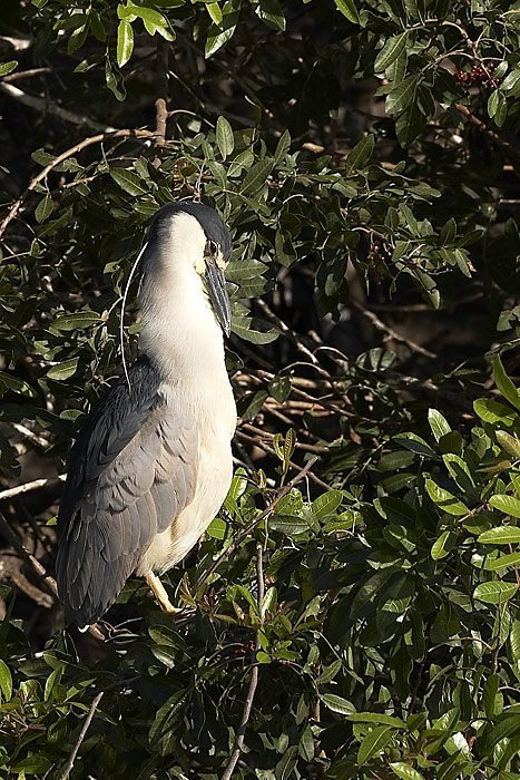 Black Crowned Night Heron