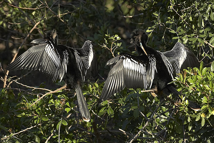 Anhingas sunning