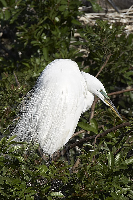 Great White Egret