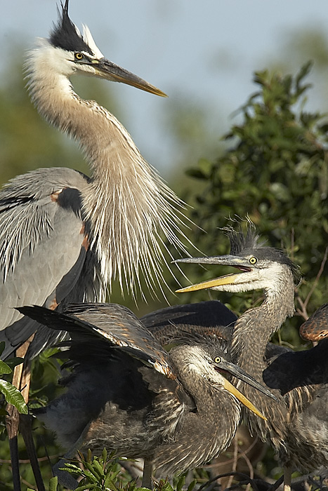 GBH Feeding sequence