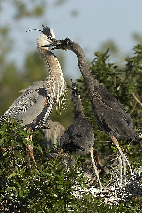 GBH Feeding sequence