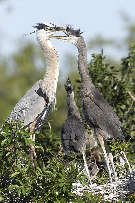 GBH Feeding sequence