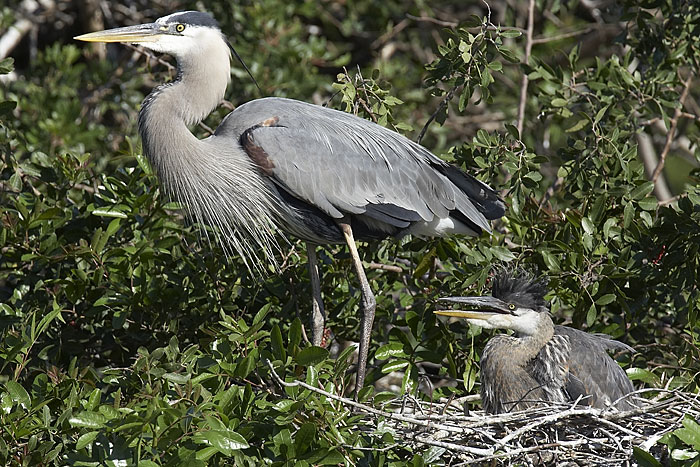 Great Blue Heron nest