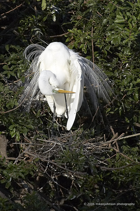 Great White Egret