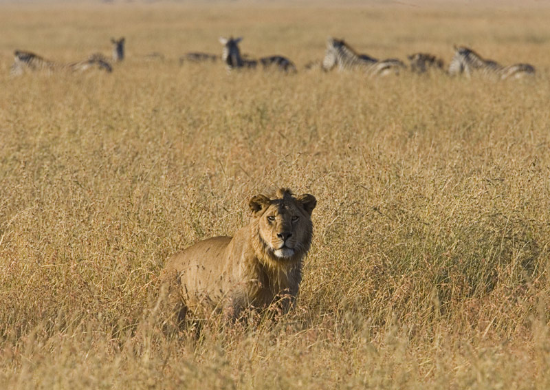 Lion amid Zebra