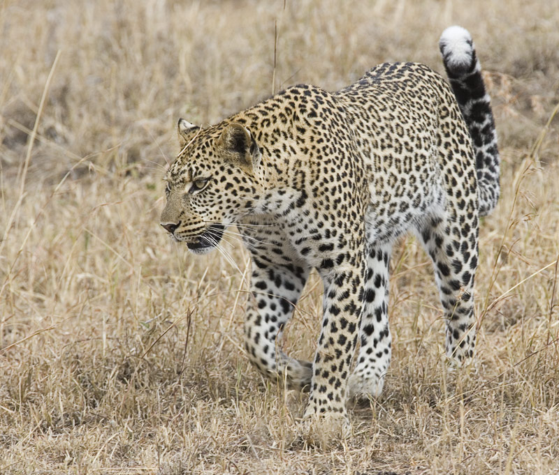 Leopard on the prowl