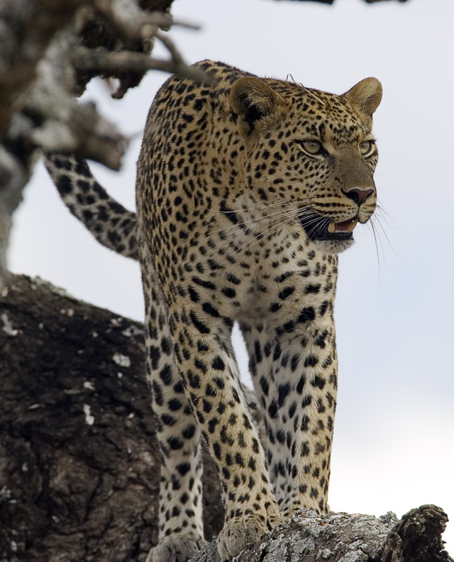 Leopard about to leave tree