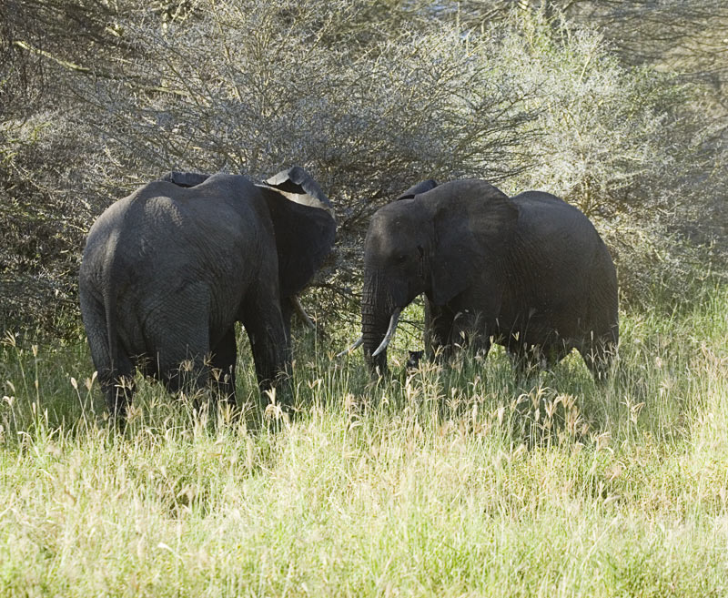 Elephant fight 1