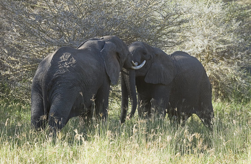Elephant fight 2