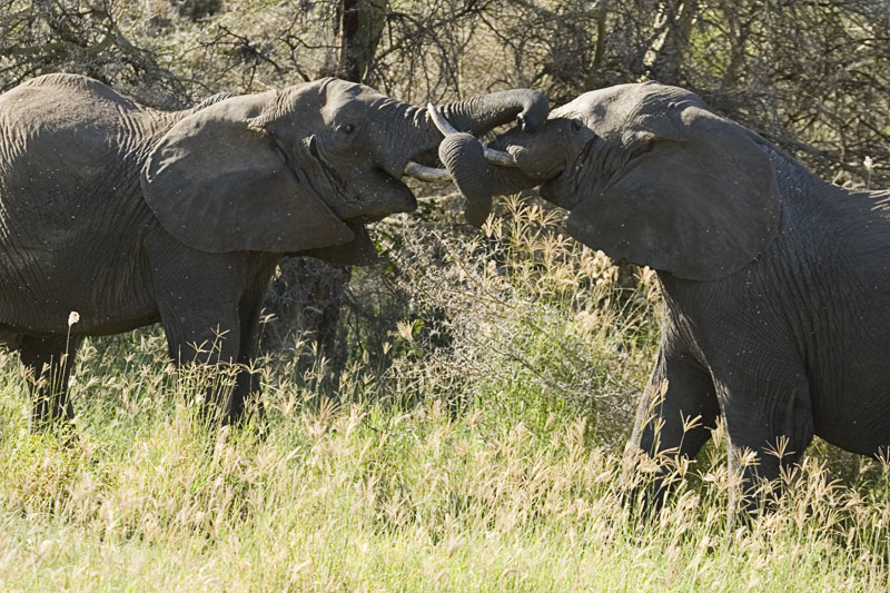 Elephant fight 5