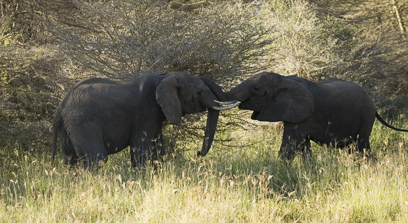 Elephant fight 6