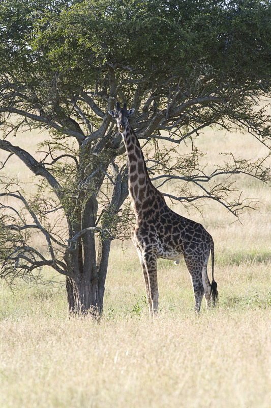 Giraffe