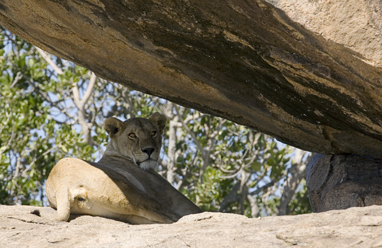 Lion resting