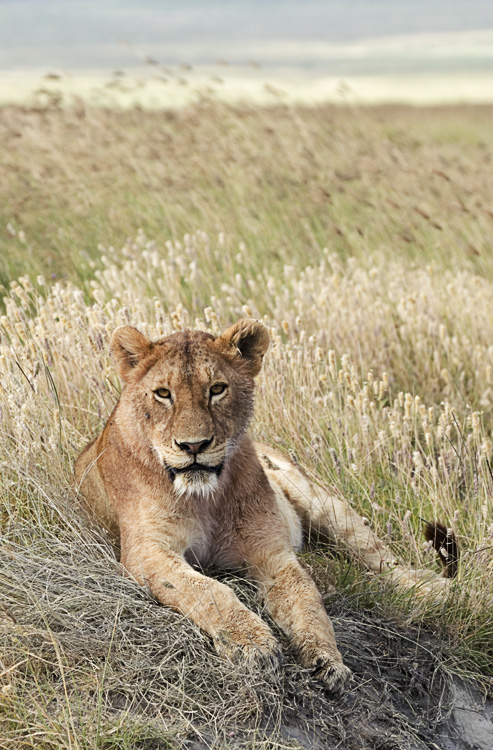 Lion resting - seems like they always are