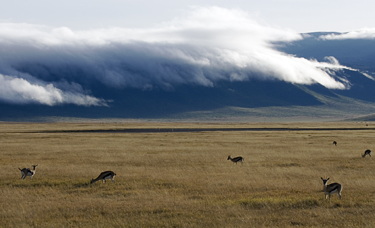 Gazelles grazing - NgoroNgoro Crater