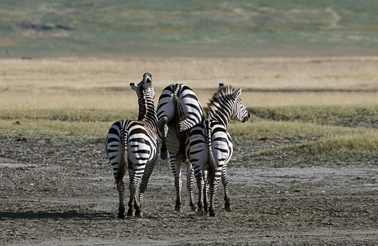 Zebra squeeze