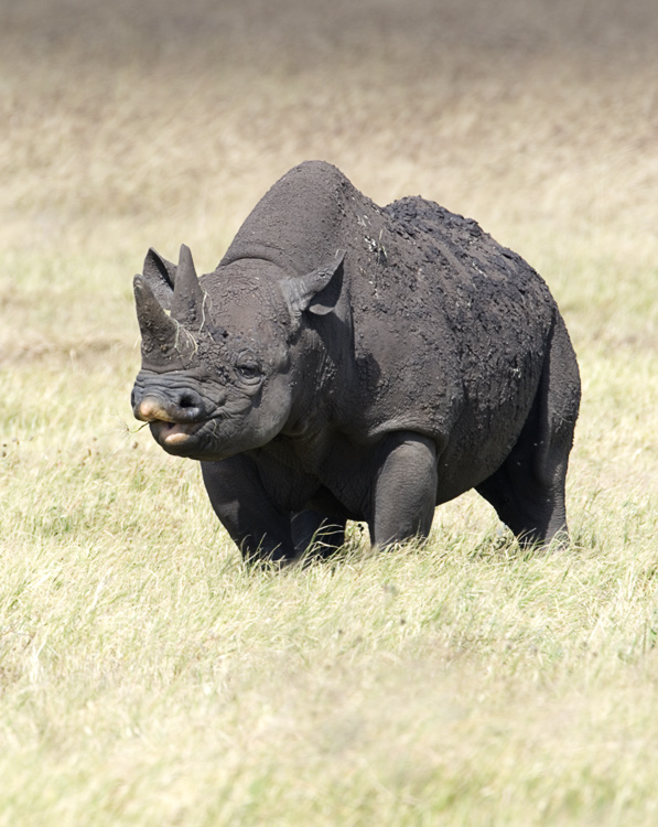 Black Rhino