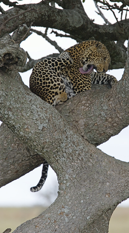 Leopard hygiene