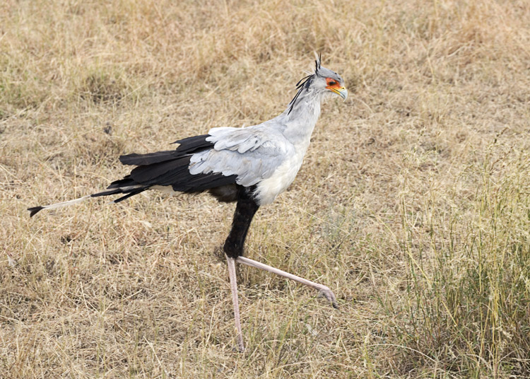 Secretary Bird after eating a baby rabbit