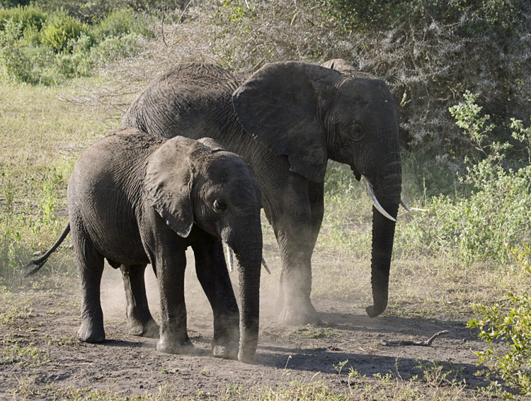 Elephant mother and child
