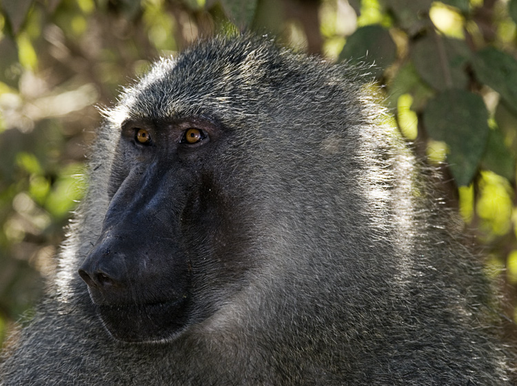 Baboon portrait
