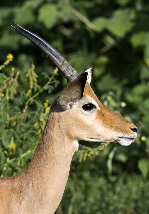 Gazelle