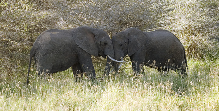 Elephants fighting