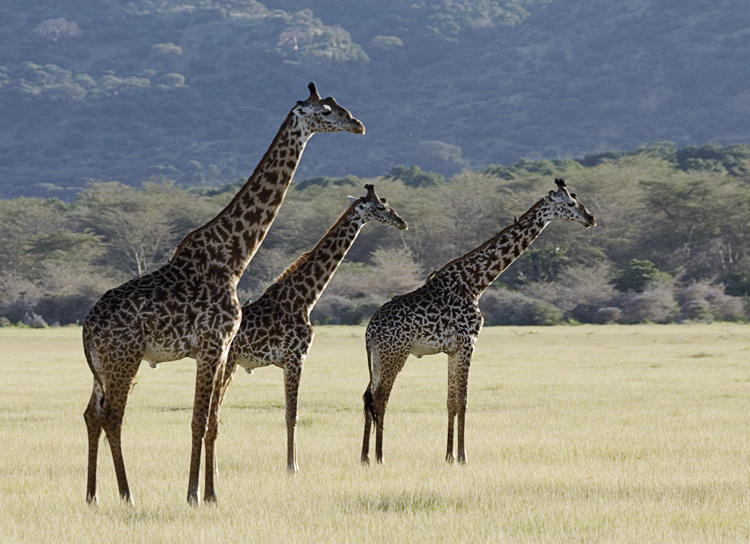 Giraffes