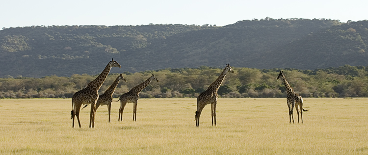 Giraffes