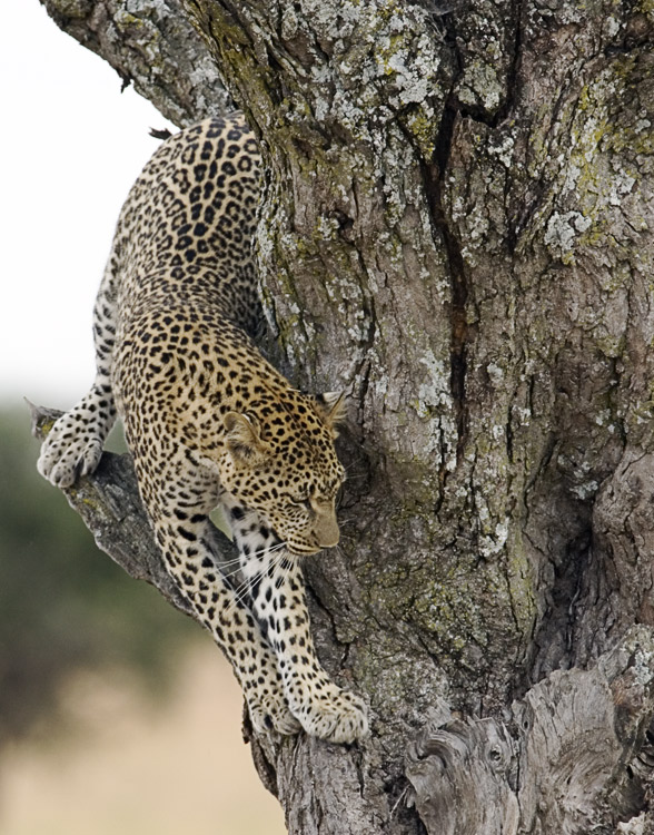 Leopard leaving tree