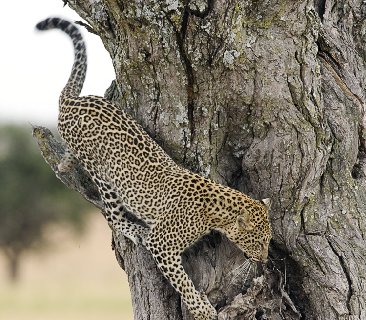 Leopard leaving tree