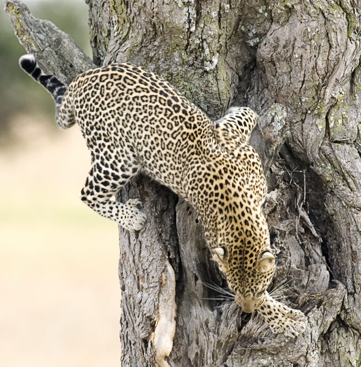 Leopard leaving tree
