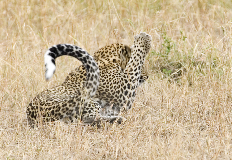 Leopard swatting a bee