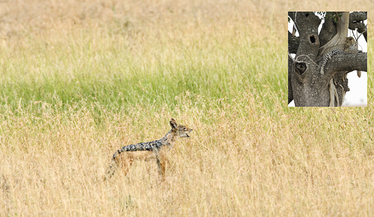 Jackal pesters Leopard