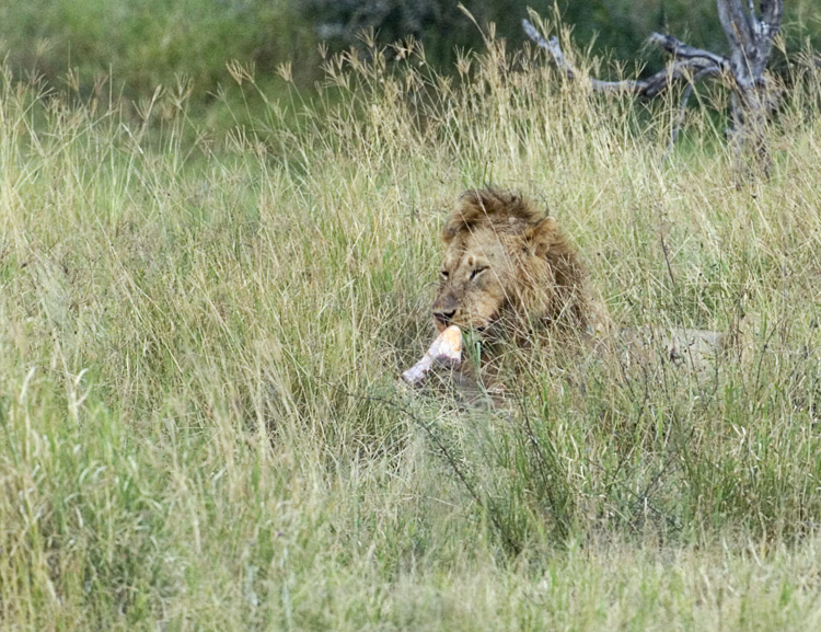 Lion eating